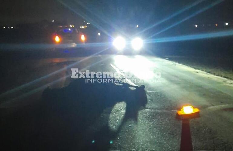 Imagen de Caballo murió tras accidente sobre Ruta 21