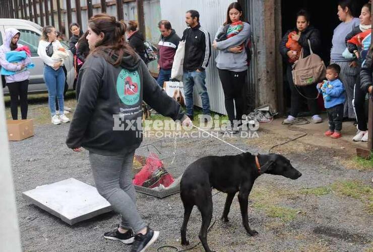 Imagen de Se realizaron 96 esterilizaciones en una nueva campaña de castraciones gratuitas