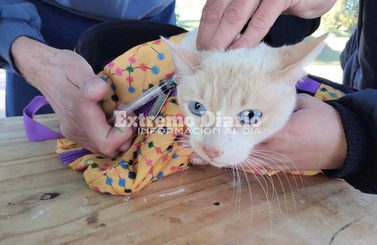 Imagen de Vacunaci&oacute;n antirr&aacute;bica en la plaza p&uacute;blica de Fighiera