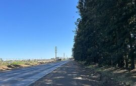 La provincia autoriz&oacute; la extracci&oacute;n de 500 &aacute;rboles.