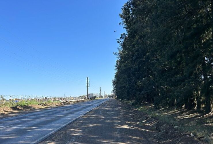 La provincia autorizó la extracción de 500 árboles.