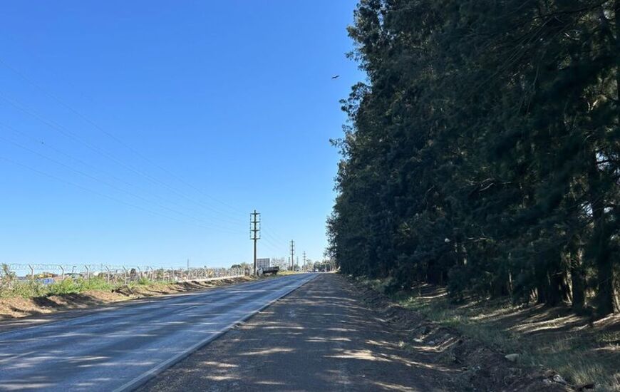 La provincia autoriz&oacute; la extracci&oacute;n de 500 &aacute;rboles.