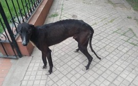 Imagen de El galgo arrastrado con una camioneta, estaba extraviado y era buscado por una familia