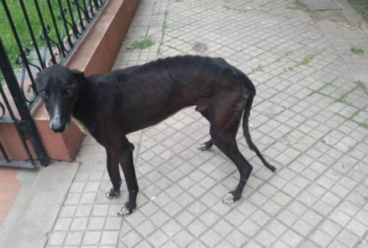 Imagen de El galgo arrastrado con una camioneta, estaba extraviado y era buscado por una familia