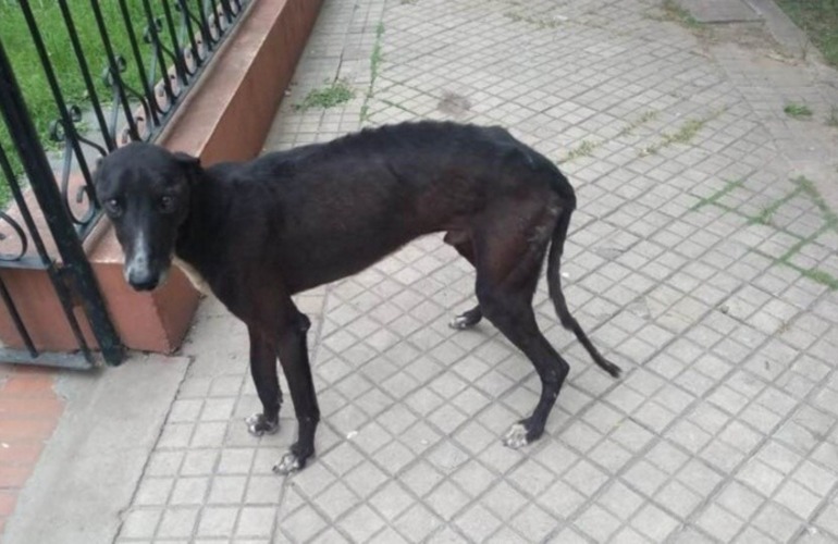 Imagen de El galgo arrastrado con una camioneta, estaba extraviado y era buscado por una familia