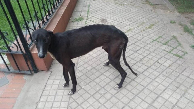 Imagen de El galgo arrastrado con una camioneta, estaba extraviado y era buscado por una familia