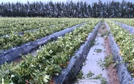 Imagen de Coronda: el granizo da&ntilde;&oacute; 1.400.000 kilos de frutillas y ya afecta el abastecimiento