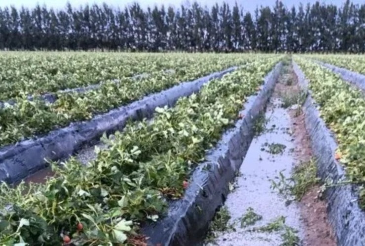 Imagen de Coronda: el granizo da&ntilde;&oacute; 1.400.000 kilos de frutillas y ya afecta el abastecimiento