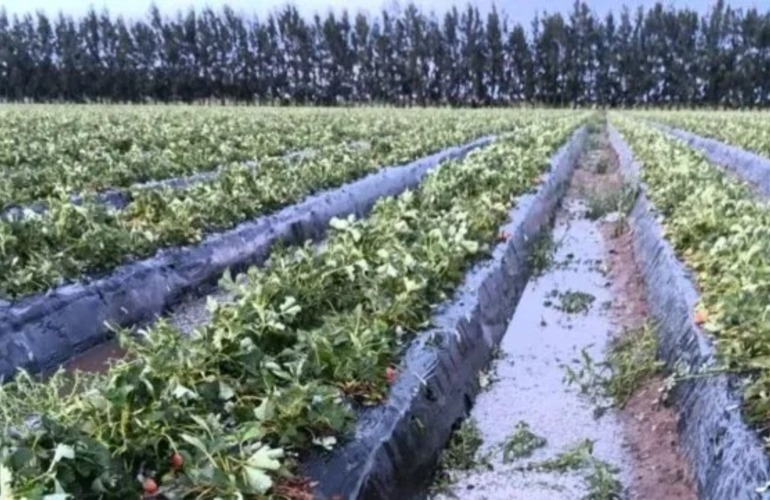 Imagen de Coronda: el granizo dañó 1.400.000 kilos de frutillas y ya afecta el abastecimiento