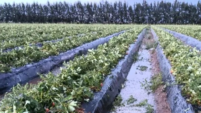 Imagen de Coronda: el granizo da&ntilde;&oacute; 1.400.000 kilos de frutillas y ya afecta el abastecimiento
