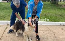 Imagen de Se realiz&oacute; una nueva jornada de vacunaci&oacute;n antirr&aacute;bica en Fighiera