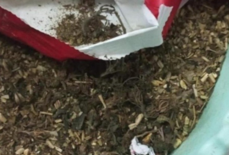 Imagen de Almacenera santafesina vendió yerba sin saber que tenía marihuana: Mirá, son cogollos