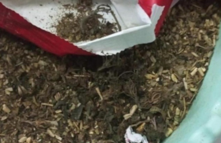 Imagen de Almacenera santafesina vendió yerba sin saber que tenía marihuana: Mirá, son cogollos