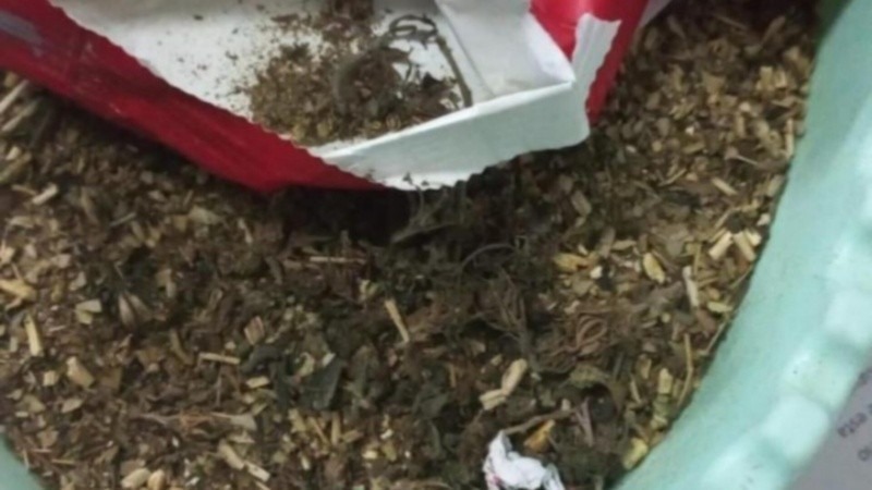 Imagen de Almacenera santafesina vendi&oacute; yerba sin saber que ten&iacute;a marihuana: �Mir&aacute;, son cogollos�