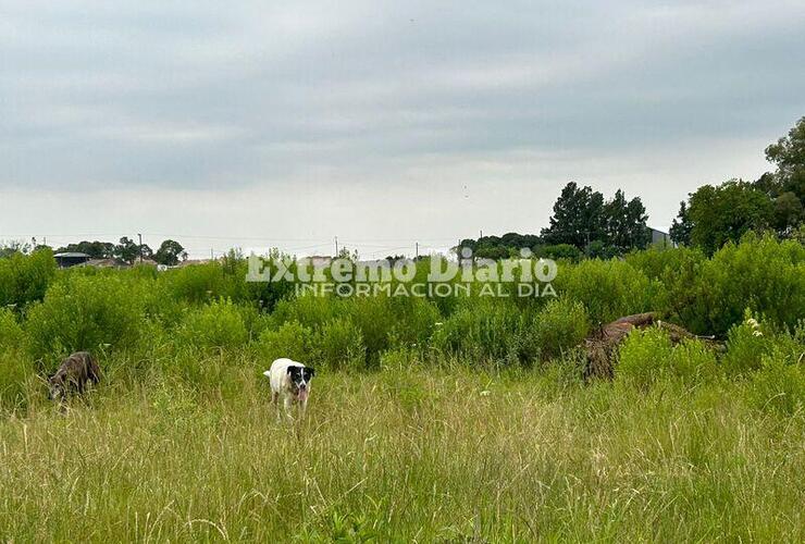 Imagen de Desde el Barrio Tierra de Sue&ntilde;os reclaman la pronta remoci&oacute;n de un caballo muerto
