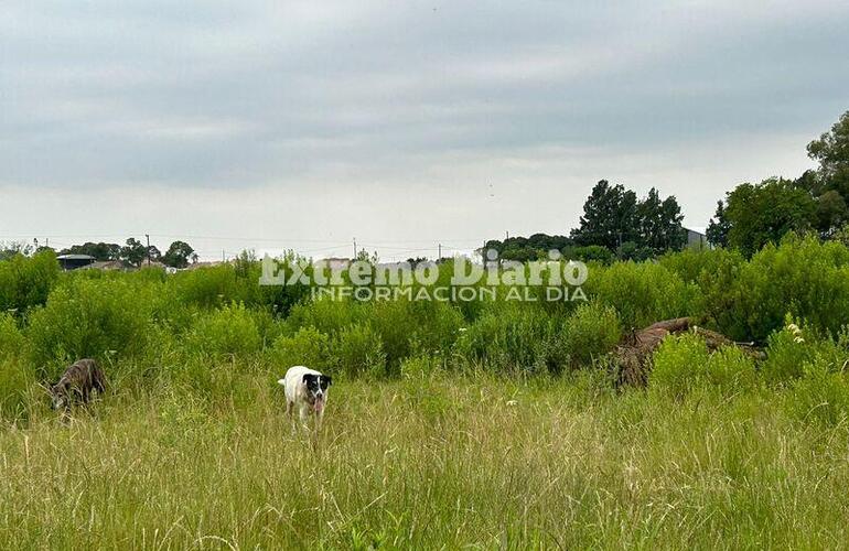 Imagen de Desde el Barrio Tierra de Sue&ntilde;os reclaman la pronta remoci&oacute;n de un caballo muerto
