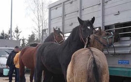 Imagen de Senasa proh&iacute;be la salida de caballos de Corrientes y Santa Fe por brote de encefalomielitis equina