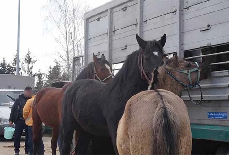 Imagen de Senasa prohíbe la salida de caballos de Corrientes y Santa Fe por brote de encefalomielitis equina