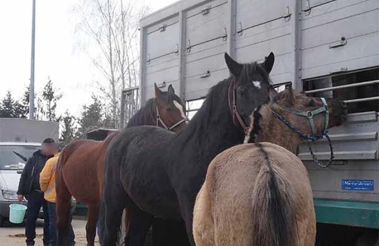 Imagen de Senasa prohíbe la salida de caballos de Corrientes y Santa Fe por brote de encefalomielitis equina