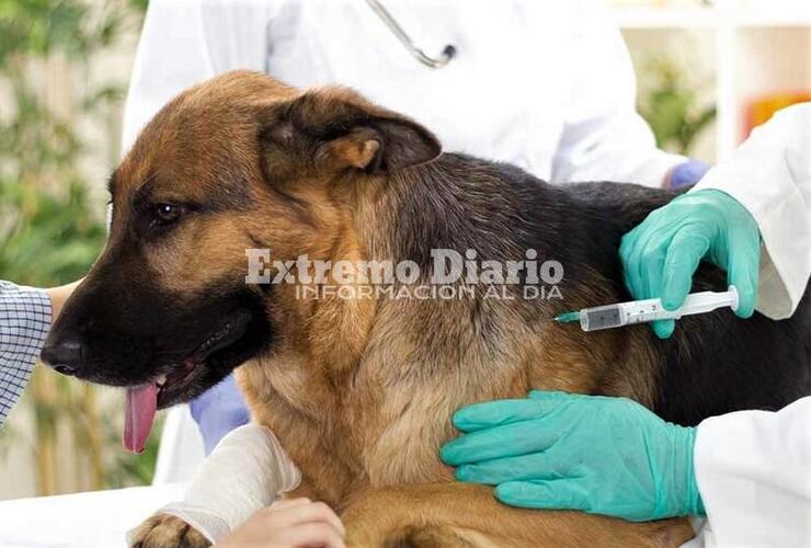 Imagen de Hoy: Vacunación antirrábica y desparasitado en la plaza San Martín