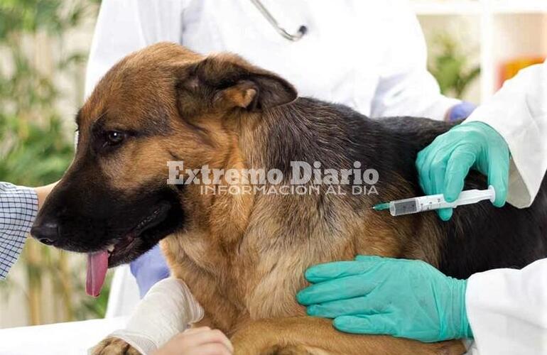 Imagen de Hoy: Vacunación antirrábica y desparasitado en la plaza San Martín