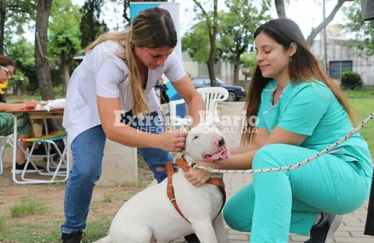 Imagen de Se aplicaron 500 dosis en las jornadas de vacunación antirrábica