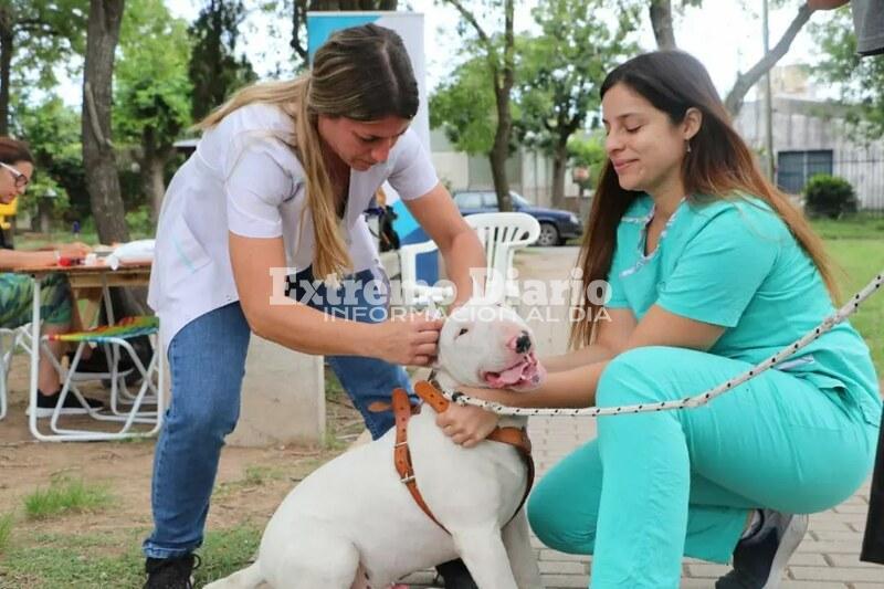 Imagen de Se aplicaron 500 dosis en las jornadas de vacunaci&oacute;n antirr&aacute;bica