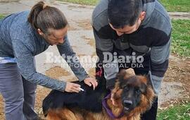 Imagen de Alvear: Se realiz&oacute; una nueva campa&ntilde;a de vacunaci&oacute;n antirr&aacute;bica