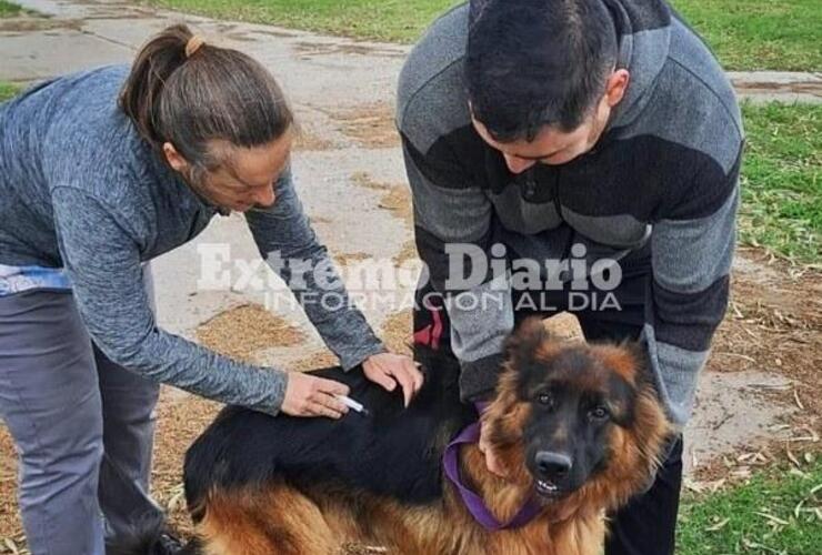 Imagen de Alvear: Se realiz&oacute; una nueva campa&ntilde;a de vacunaci&oacute;n antirr&aacute;bica
