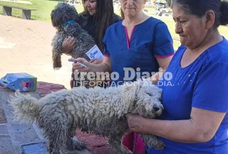 Imagen de Alvear: Se realizó la jornada de vacunación antirrábica para perros y gatos