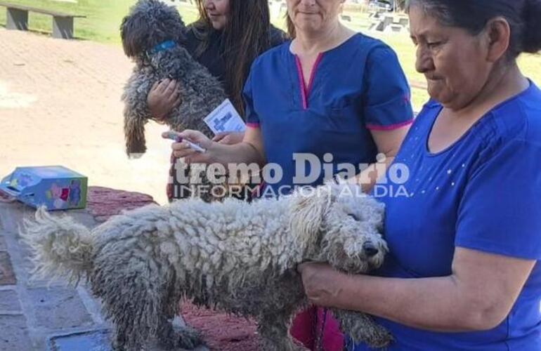 Imagen de Alvear: Se realizó la jornada de vacunación antirrábica para perros y gatos