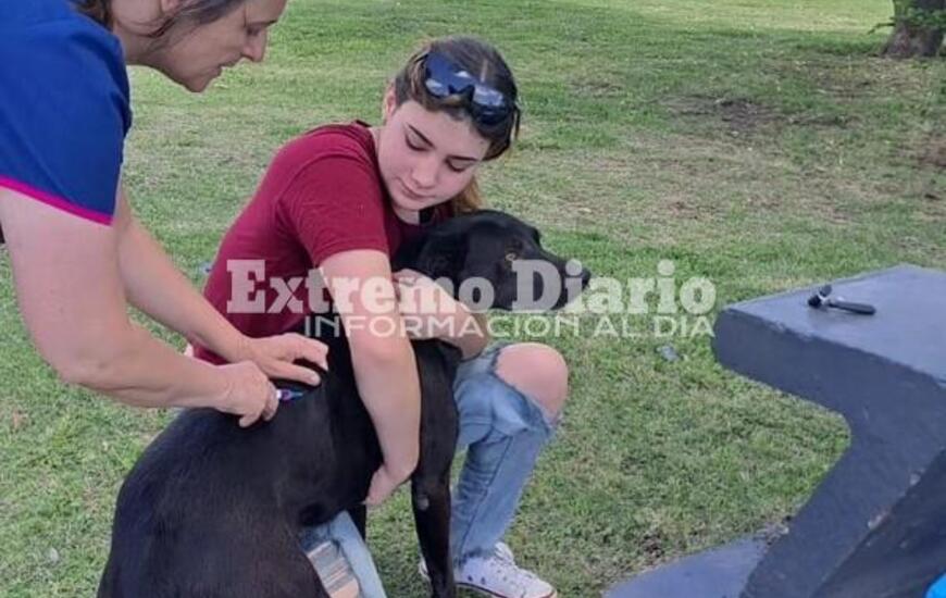 Imagen de Alvear: Cerraron las jornadas de vacunaci&oacute;n antirr&aacute;bica en el Distrito Oeste