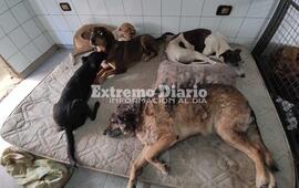 Imagen de Proteccionista Alicia Est&eacute;vez denuncia reducci&oacute;n en ayuda municipal a animales desamparados