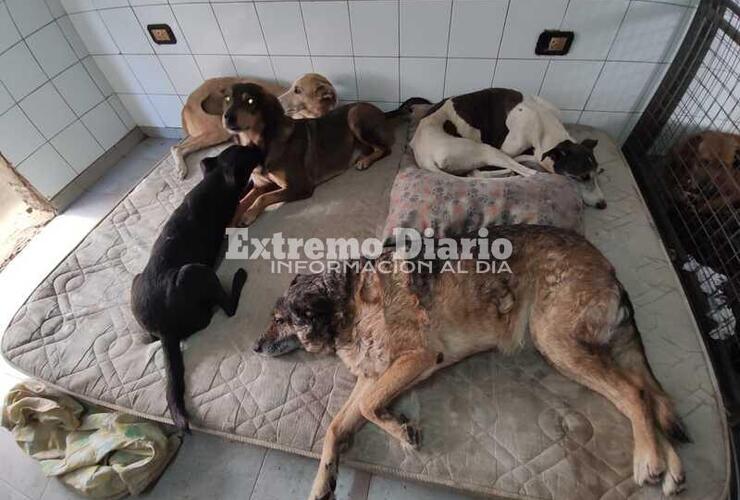 Imagen de Proteccionista Alicia Estévez denuncia reducción en ayuda municipal a animales desamparados