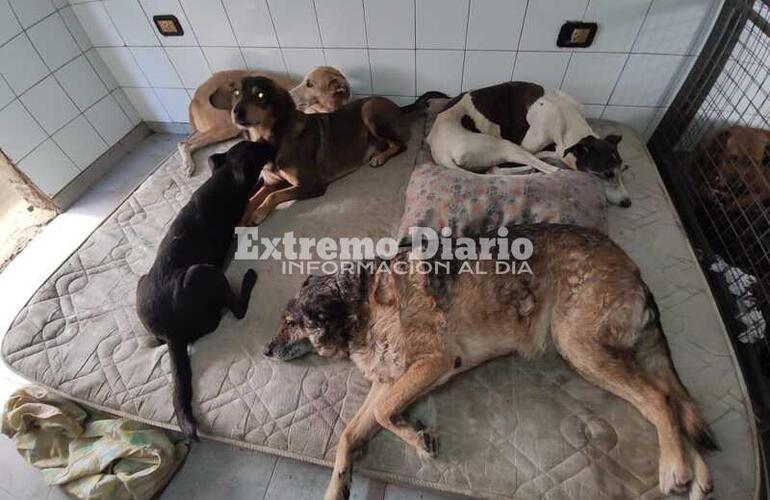 Imagen de Proteccionista Alicia Estévez denuncia reducción en ayuda municipal a animales desamparados