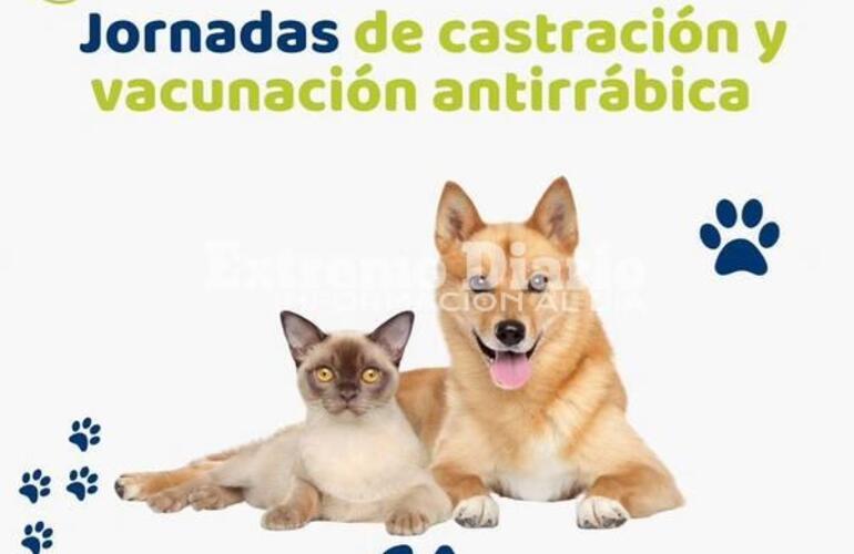 Imagen de Doble jornada de castraciones y vacunaci&oacute;n antirr&aacute;bica en Alvear