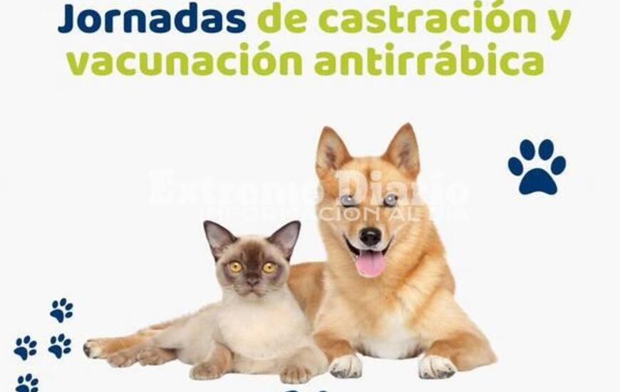 Imagen de Doble jornada de castraciones y vacunaci&oacute;n antirr&aacute;bica en Alvear