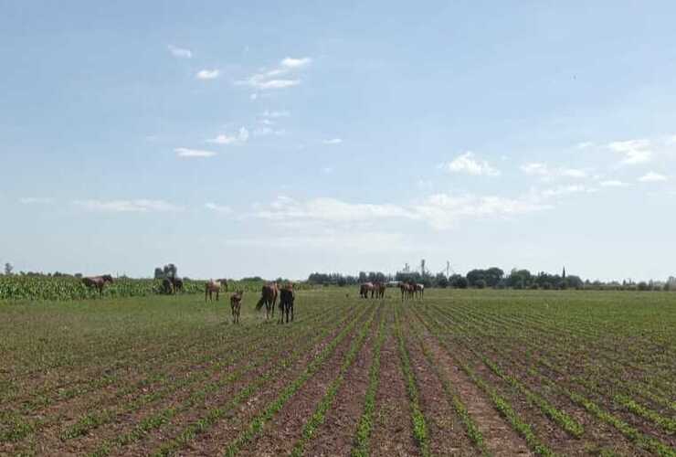 Imagen de Llamaron a la policía por caballos sueltos en un campo sembrado