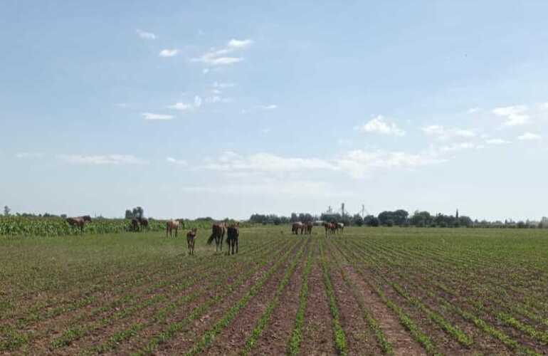 Imagen de Llamaron a la policía por caballos sueltos en un campo sembrado