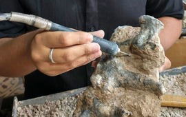 Imagen de Encuentran restos f&oacute;siles de un animal de aproximadamente 200 kilos que vivi&oacute; hace 500.000 a&ntilde;os