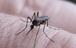 Imagen de Santa Fe sum&oacute; 124 nuevos casos de dengue en la &uacute;ltima semana