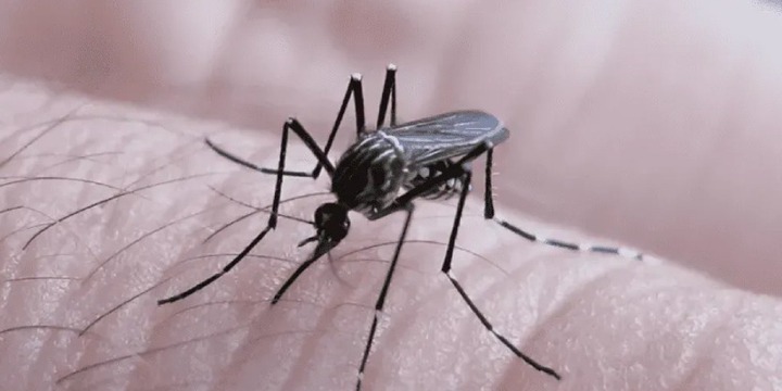 Imagen de Santa Fe sumó 124 nuevos casos de dengue en la última semana