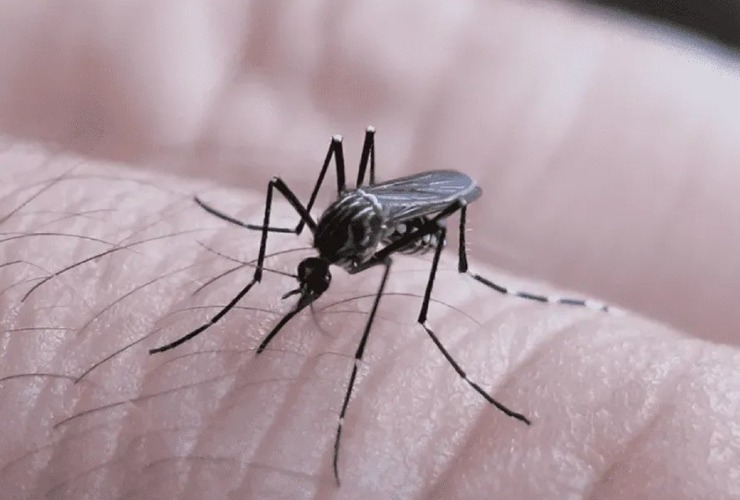 Imagen de Santa Fe sumó 124 nuevos casos de dengue en la última semana