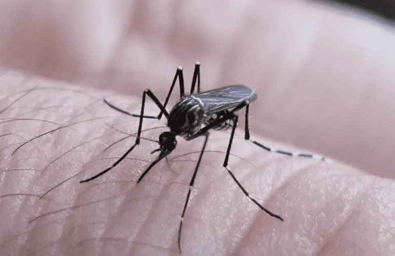 Imagen de Santa Fe sumó 124 nuevos casos de dengue en la última semana