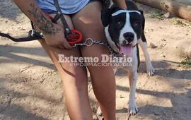 Imagen de Primera campa&ntilde;a de castraci&oacute;n de perros y gatos en Fighiera