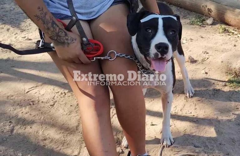 Imagen de Primera campaña de castración de perros y gatos en Fighiera