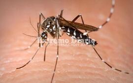 Imagen de Confirmaron 525 nuevos casos de dengue y 175 de covid la &uacute;ltima semana en la provincia