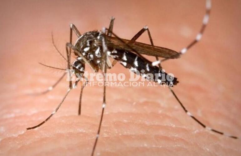 Imagen de Confirmaron 525 nuevos casos de dengue y 175 de covid la última semana en la provincia