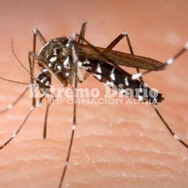 Imagen de Confirmaron 525 nuevos casos de dengue y 175 de covid la última semana en la provincia