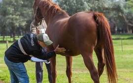 Imagen de Confirman 42 casos de encefalitis equina en humanos en 30 municipios bonaerenses
